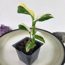 Load image into Gallery viewer, Monstera Lechleriana Variegated 2.5" pot, Fedex 2day*