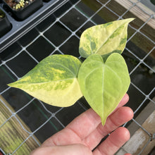 Load image into Gallery viewer, Anthurium Clarinervium Variegated exact plant, Fedex 2day*