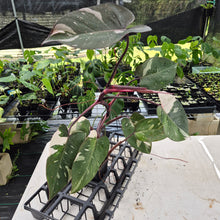Load image into Gallery viewer, Philodendron Red Anderson Variegated exact plant, Fedex 2day*