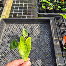 Load image into Gallery viewer, Alocasia Zebrina Aurea variegated exact plant, Fedex 2day*