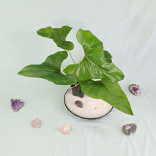 Load image into Gallery viewer, Anthurium Brownii Large Shipped Nationwide