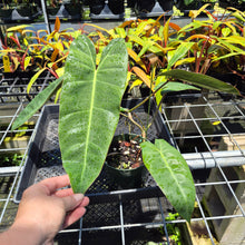 Load image into Gallery viewer, Philodendron Maximum 6" pot, Fedex 2day