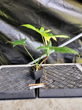 Load image into Gallery viewer, Philodendron Golden Dragon, Exact Plant Variegated Ships Nationwide
