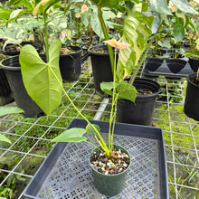 Load image into Gallery viewer, Anthurium Andraeanum Starlight Splash, Exact Plant, Speckled