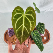 Load image into Gallery viewer, Anthurium Magnificum X Red Crystalinum 4" pot, Fedex 2 day*