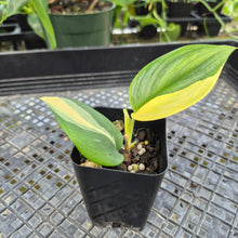 Load image into Gallery viewer, Scindapsus Rubicon, Exact Plant Variegated Ships Nationwide