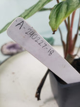 Load image into Gallery viewer, Philodendron Plowmanii, Exact Plant