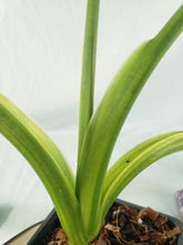 Load image into Gallery viewer, Alocasia Gageana Aurea, Exact Plant Variegated