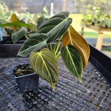 Load image into Gallery viewer, Philodendron Melanochrysum, Exact Plant 2.5" Ships Nationwide