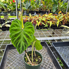 Load image into Gallery viewer, Philodendron Verrucosum, Exact Plant Ships Nationwide