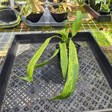 Load image into Gallery viewer, Anthurium Vittarifolium , Exact Plant Variegated Ships Nationwide