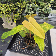 Load image into Gallery viewer, Philodendron Goldiana exact plant, Fedex 2day