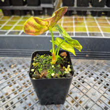 Load image into Gallery viewer, Alocasia Watsoniana Albo Pink variegated exact plant, Fedex 2day*