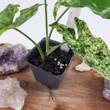 Load image into Gallery viewer, Syngonium Mojito Variegated 2.5" pot, Fedex 2day*