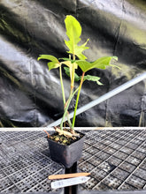 Load image into Gallery viewer, Philodendron Golden Dragon, Exact Plant Variegated Ships Nationwide