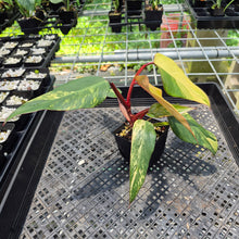 Load image into Gallery viewer, Philodendron Strawberry Shake Variegated exact plant, Fedex 2day*