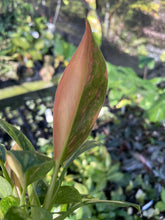 Load image into Gallery viewer, Philodendron Green Congo Nuclear Variegated 2.5" pot, Fedex 2day*