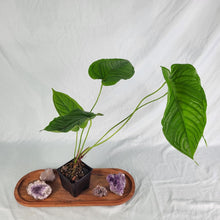 Load image into Gallery viewer, Anthurium Propinquum 4" pot, Fedex 2 day*
