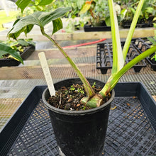 Load image into Gallery viewer, Monstera Borsigiana Albo Deliciosa, Exact Plant Variegated X-Large Ships Nationwide