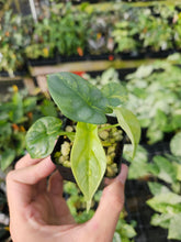 Load image into Gallery viewer, Alocasia Silver Dragon Aurea variegated 2.5" pot, Fedex 2day*