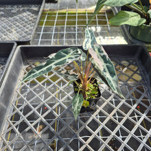 Load image into Gallery viewer, Alocasia 'Bambino Arrow' pink, Exact Plant Ships Nationwide