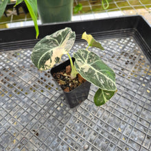 Load image into Gallery viewer, Alocasia Black Velvet Pink variegated 2.5" pot, Fedex 2day*