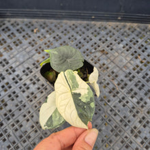 Load image into Gallery viewer, Alocasia Melo Albo variegated exact plant, Fedex 2day*
