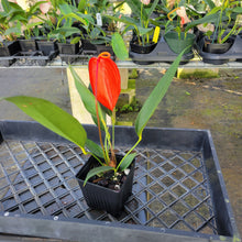 Load image into Gallery viewer, Anthurium Scherzerianum "Pig Tail", Exact Plant Ships Nationwide