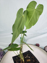 Load image into Gallery viewer, Anthurium Angamarcanum 4" pot, Fedex 2day*