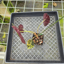 Load image into Gallery viewer, Alocasia Sedenii Aurea Variegated exact plant, Fedex 2day*