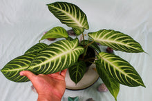 Load image into Gallery viewer, Xanthosoma Lindenii, triple plant, Exact Plant