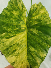 Load image into Gallery viewer, Alocasia Gageana Aurea, Exact Plant Variegated