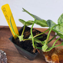 Load image into Gallery viewer, Philodendron Hederaceum, Heart Leaf Variegated 2.5" Pot, Fedex 2 day*