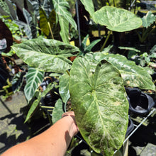 Load image into Gallery viewer, Alocasia Wentii Pink Splash Variegated 6" pot, Fedex 2day