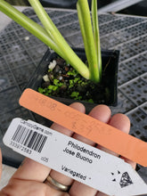 Load image into Gallery viewer, Philodendron Jose Buono, Exact Plant Variegated Ships Nationwide