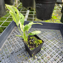 Load image into Gallery viewer, Monstera Adansonii Mint "Indonesia", Exact Plant Variegated Ships Nationwide