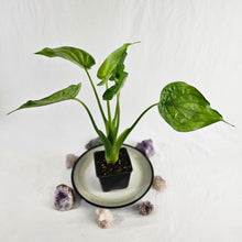 Load image into Gallery viewer, Alocasia Cucullata, Exact Plant Variegated