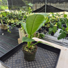 Load image into Gallery viewer, Philodendron Campii Lynette exact plant, Fedex 2day