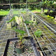 Load image into Gallery viewer, Anthurium White Obake 'Tropic Ice', Exact Plant