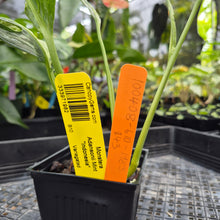 Load image into Gallery viewer, Monstera Adansonii Mint "Indonesia", Exact Plant Variegated Ships Nationwide