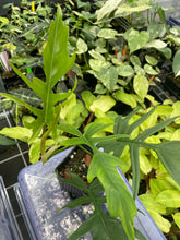 Load image into Gallery viewer, Philodendron Florida Beauty x Tortum green 4" pot, Fedex 2day*