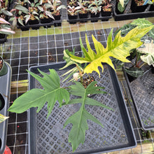 Load image into Gallery viewer, Philodendron Florida Beauty X Tortum Variegated exact plant, Fedex 2day*