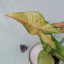 Load image into Gallery viewer, Syngonium Regina Red 4" pot, Fedex 2 day*