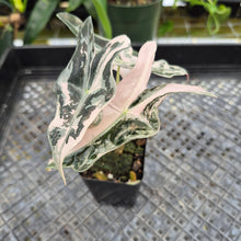 Load image into Gallery viewer, Alocasia nobilis pink Variegated Ships Nationwide