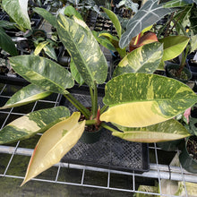 Load image into Gallery viewer, Philodendron Green Congo Nuclear Variegated exact plant, Fedex 2day