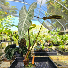 Load image into Gallery viewer, Alocasia Longiloba Lowii, Exact Plant