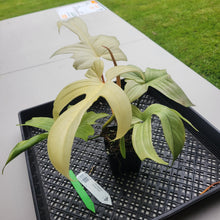 Load image into Gallery viewer, Philodendron Florida Ghost, Exact Plant Ships Nationwide