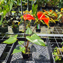 Load image into Gallery viewer, Anthurium Tropic Sunrise Bicolor Obake 2DayAir