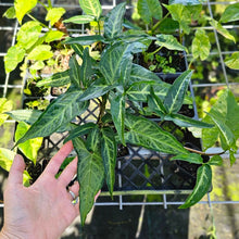 Load image into Gallery viewer, Syngonium Angustatum Little Star, Exact Plant