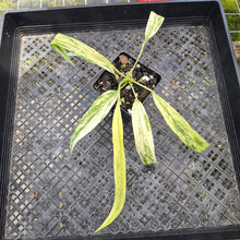 Load image into Gallery viewer, Anthurium Vittarifolium , Exact Plant Variegated Ships Nationwide